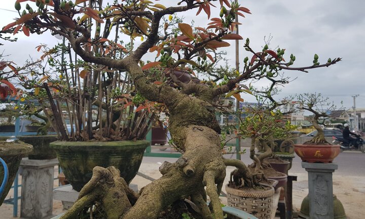 Người dân vùng rốn lũ mang mai ra đường bán để thu lại vốn