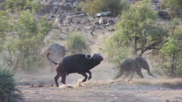 Clip: Đàn trâu rừng dũng mãnh tấn công sư tử, cứu mạng voi con