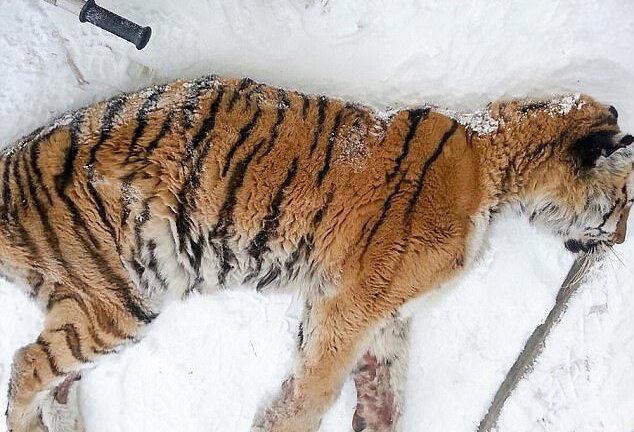 Video: Đau răng, hổ cái mò vào nhà dân cầu cứu