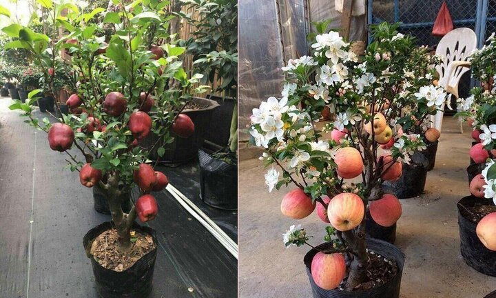 Táo cảnh Trung Quốc nguyên cây chơi Tết: Có độc, cấm ăn