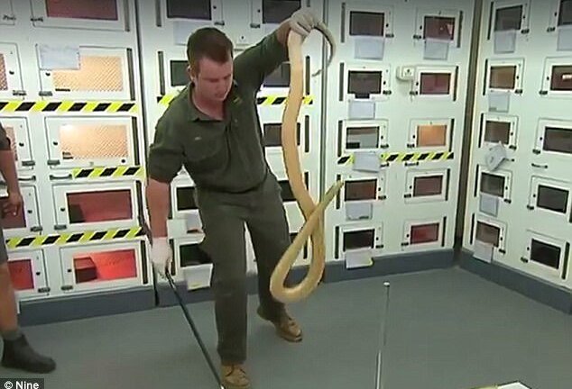 Con rắn cực độc, có thể đoạt mạng 100 người chỉ bằng một vết cắn