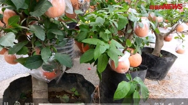Video: Táo tàu bonsai trĩu quả chưng Tết hút khách