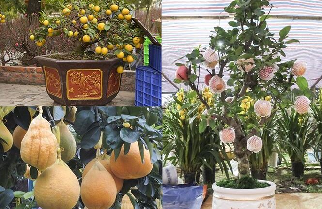 Hàng loạt cây cảnh 'độc lạ' xuống phố Hà Nội dịp Tết