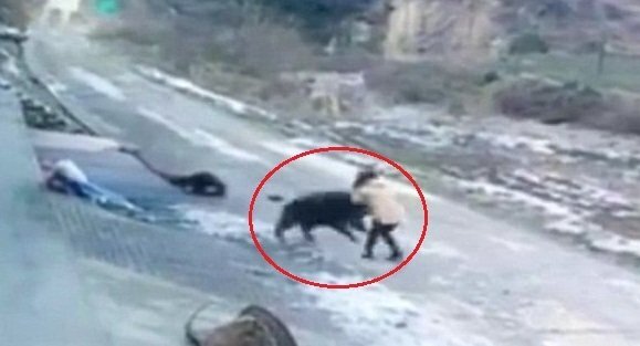 Clip: Lợn rừng xông vào làng cắn chết người ở Trung Quốc