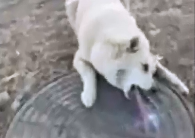 Clip: Trời quá lạnh, chú chó bị dính chặt lưỡi vào nắp cống