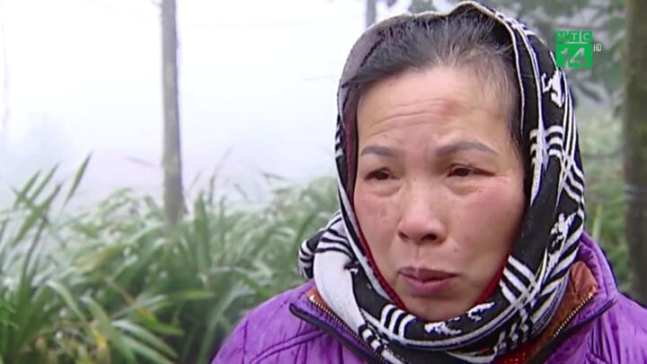 Người trồng hoa Lào Cai thiệt hại nặng sau mưa tuyết, rét hại kéo dài