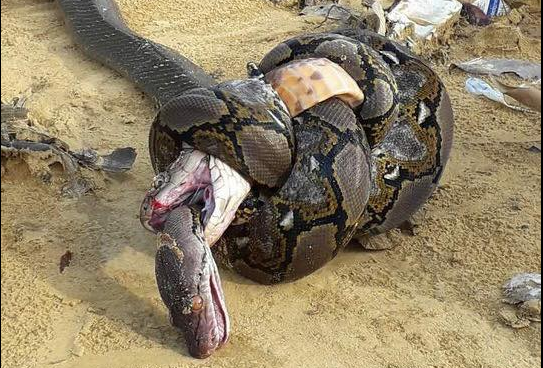 Ảnh: Kinh hãi cảnh hổ mang chúa bị xoắn chết khi đại chiến với trăn khổng lồ