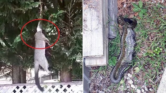 Clip: Trăn ngoạm đầu chồn, lôi lên cây để ăn thịt