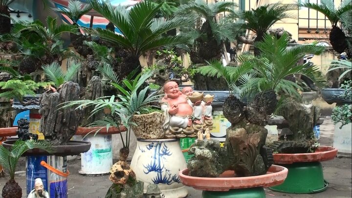 Ngắm vạn tuế mini giá hàng chục triệu đồng hút khách ngày cận Tết