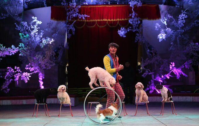 Video: Một buổi tập luyện của các chú chó ở rạp xiếc TW ngày giáp Tết