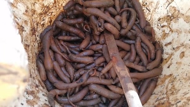 Bắt sâm đất quanh ao nuôi tôm ở Vũng Tàu thu tiền triệu mỗi tháng