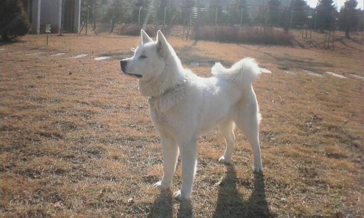 Tìm hiểu về giống ‘quốc khuyển’ của Triều Tiên