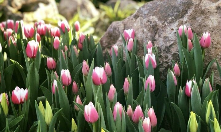 Ra mắt lễ hội Tulip lớn nhất Việt Nam Vinpearl Nha Trang