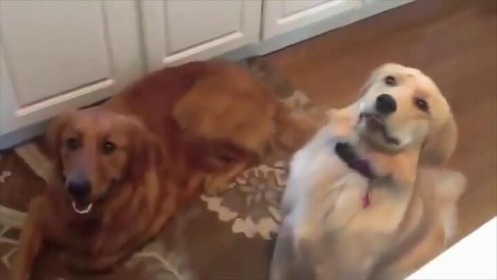 Clip: Những chú chó ngốc nghếch nhất thế giới