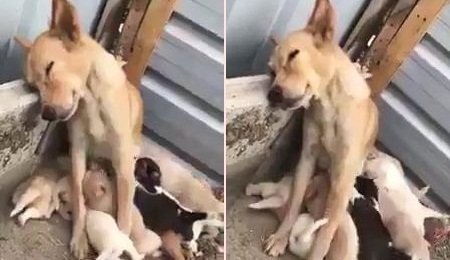 Clip: Chó mẹ phờ phạc, buồn ngủ díu mắt khi cho con bú