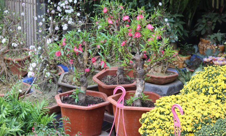 Tràn ngập đào Trung Quốc 'đội lốt' đào Thất Thốn, nhập rẻ bán đắt tại Hà Nội