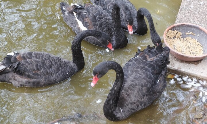 Video: Đàn thiên nga châu Âu bất ngờ xuất hiện trên hồ Hoàn Kiếm