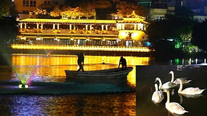 Những hình ảnh cuối cùng của đàn thiên nga ở Hồ Gươm trước khi bị bắt đi