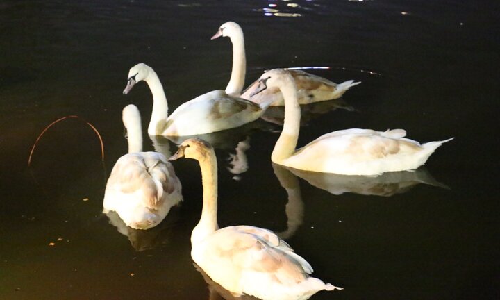 12 con thiên nga ở Hồ Gươm vừa bị bắt đi sẽ được nuôi ở đâu?