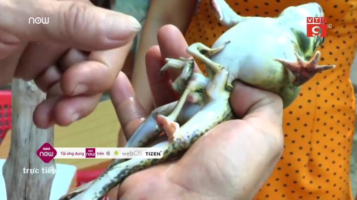 Dân đổ xô đi xem ếch 7 chân kỳ lạ ở Bến Tre