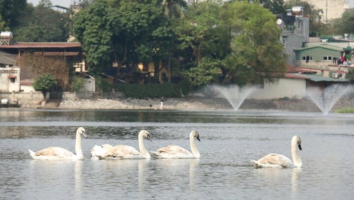 Người tặng 12 con thiên nga thả hồ Hoàn Kiếm từng bị khởi tố