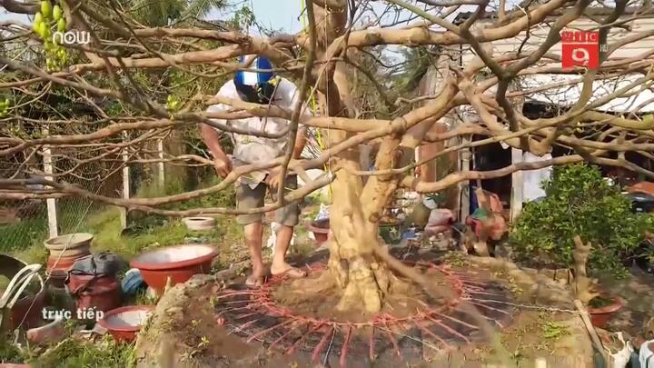 Mục sở thị 'cụ' mai gần 100 tuổi, giá 1,6 tỷ đồng ở Cần Thơ