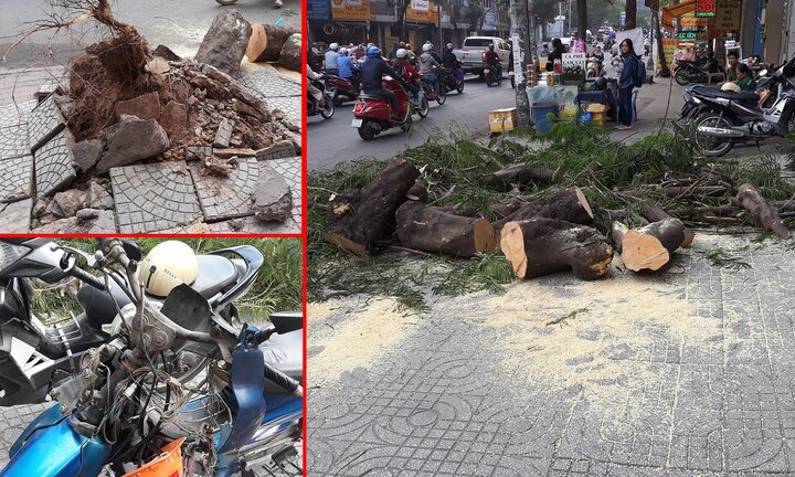 Cây cổ thụ bật gốc đè bẹp 2 xe máy, 4 người bị thương