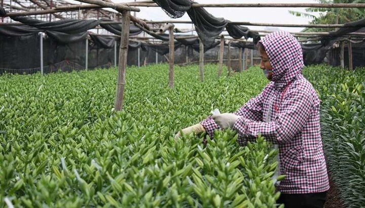 Người trồng hoa ở Tây Tựu: 'Hoa ly không cười, người buồn rơi nước mắt'