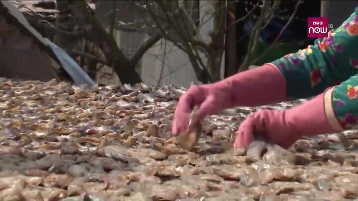 Khô cá lóc Phú Thọ đắt khách, làm không kịp bán dịp Tết