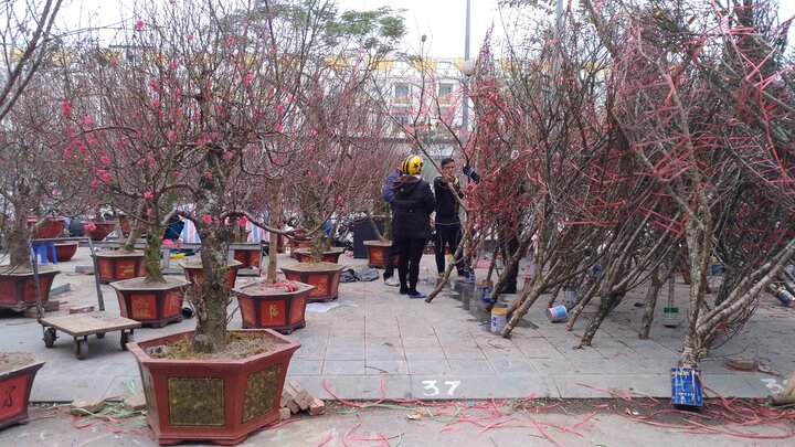 Đào rừng 'hét giá' hàng chục triệu, vẫn nườm nượp khách