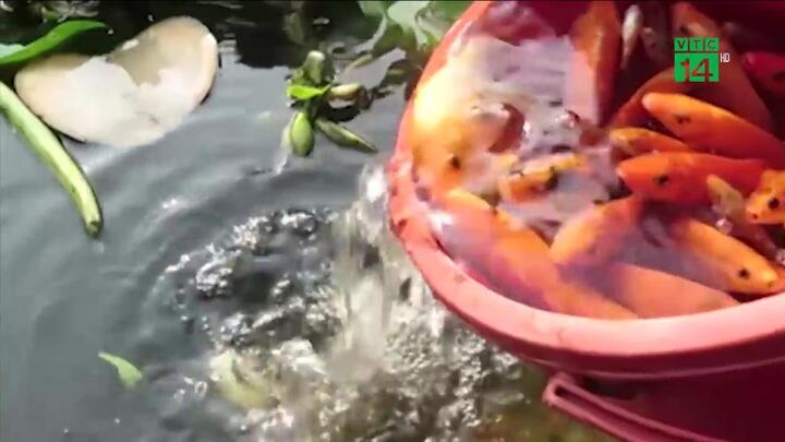 Chưa kịp 'đưa ông Táo về trời', cá chép đã bị tóm gọn