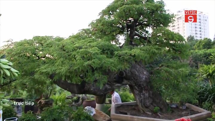 Cận cảnh cây me trăm tuổi giá 3,5 tỷ đồng ở TP.HCM