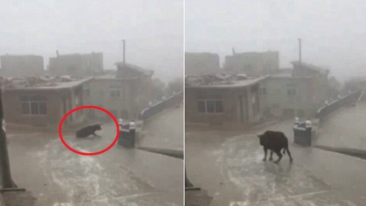 Clip: Bò trượt ngã dúi dụi trên dốc băng ở Trung Quốc