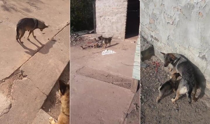 Clip: Hành động bất ngờ của chó mẹ khi được cho đồ ăn khiến dân mạng rơi lệ