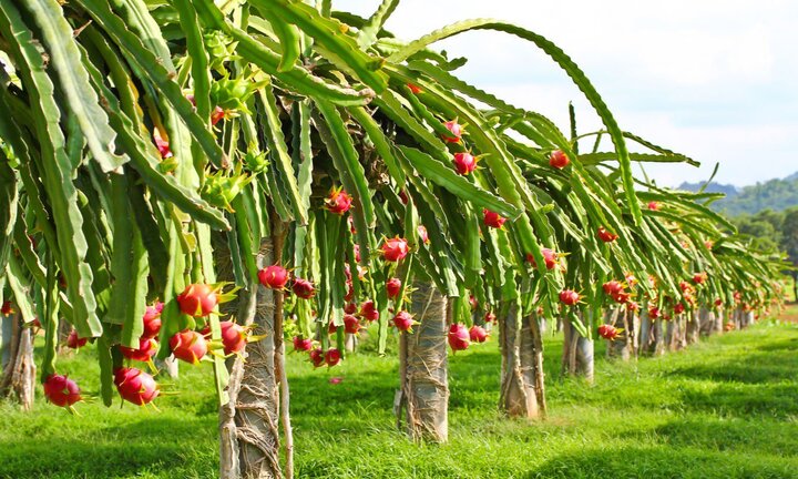 Công ty Nông nghiệp FLC Biscom được chấp thuận đầu tư nông nghiệp công nghệ cao tại Quảng Trị