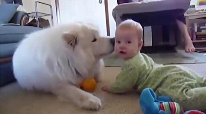 Những chú chó tình cảm đốn tim dân mạng