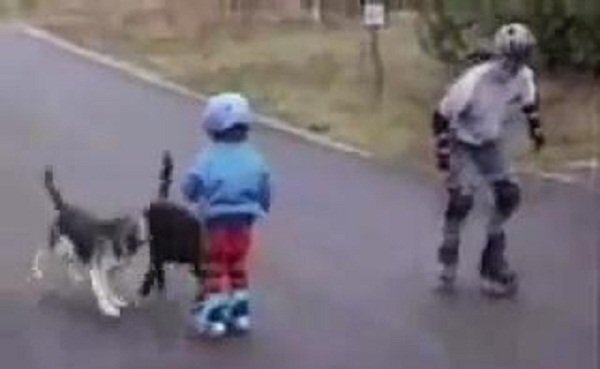 Cười vỡ bụng những pha tai nạn hài hước do chó gây ra