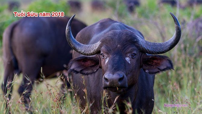 Vận mệnh người tuổi Sửu năm 2018
