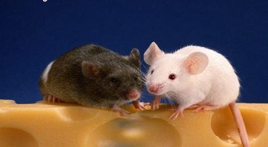 Giờ tốt, hướng xuất hành đầu năm Mậu Tuất 2018 cho tuổi Nhâm Tý