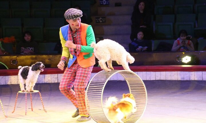 Ảnh: Xem những diễn viên chó ở Rạp xiếc Trung ương tập luyện dịp xuân Mậu Tuất 2018