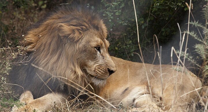 Kẻ săn trộm bị đàn sư tử giết ở Nam Phi