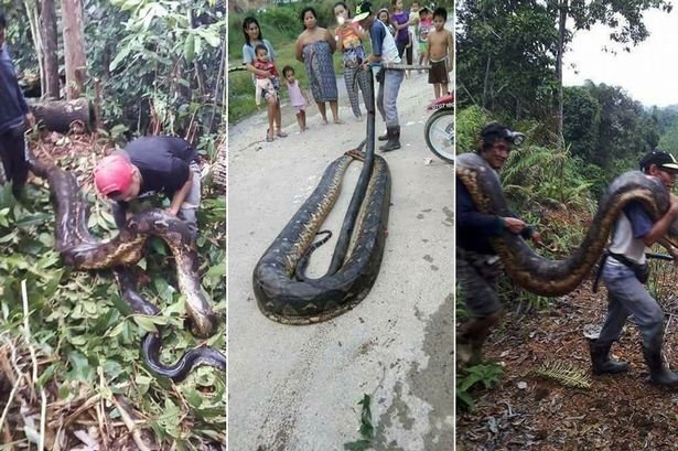 Đôi trăn khổng lồ bị dân làng bắn chết, bắt về xẻ thịt