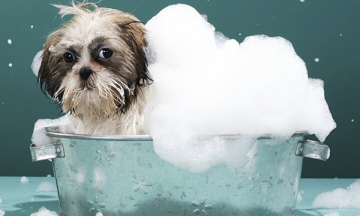 Xông đất đầu năm, bán bún riêu bún ốc, chăm thú cưng... hái ra tiền ngày Tết