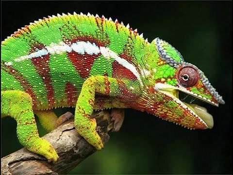 Iran tố phương Tây dùng thằn lằn, tắc kè do thám hạt nhân