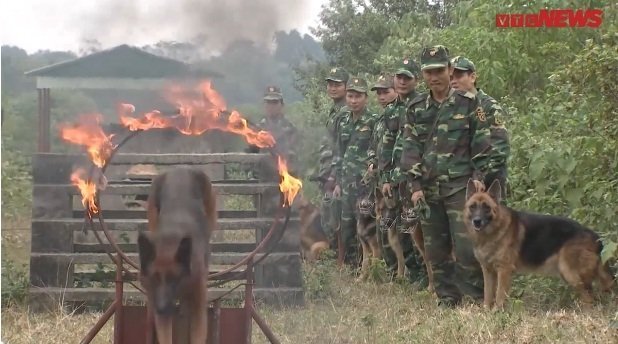'Cảnh khuyển' nhẹ nhàng vượt vòng lửa, ngoan ngoãn nghe hiệu lệnh bộ đội