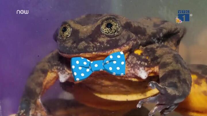 'Hoàng tử' ếch cô đơn nhất thế giới tuyển vợ