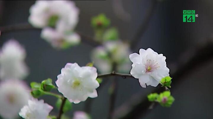 Chiêm ngưỡng vườn nhất chi mai đẹp hiếm có, khó trồng ở Hà Nội