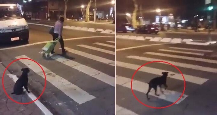 Clip chú chó sang đường khiến nhiều người xem xấu hổ
