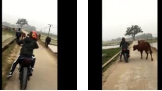 Clip: Bảo vệ con, bò mẹ quyết không cho người đi xe phân khối lớn vượt lên