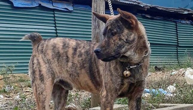 Dân chơi chi hàng trăm triệu đồng săn giống chó H'Mông cộc đuôi